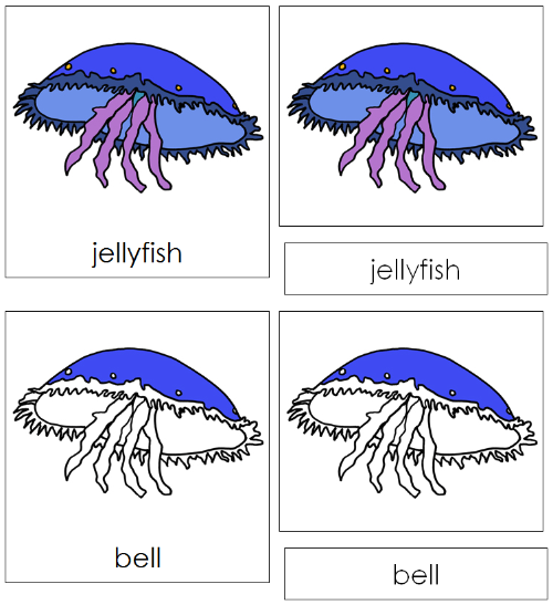 Jellyfish Nomenclature Cards - Montessori Print Shop