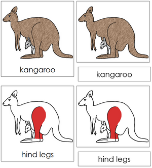 Kangaroo Nomenclature 3-Part Cards (red) - Montessori Print Shop