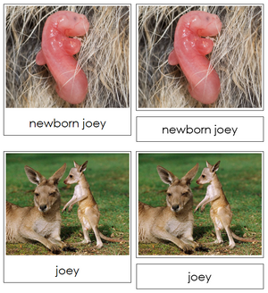 Kangaroo Life Cycle Nomenclature 3-Part Cards & Charts - Montessori Print Shop