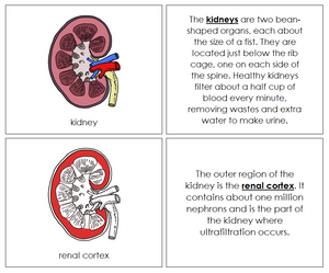 Human Kidney Nomenclature Book (red) - Montessori Print Shop