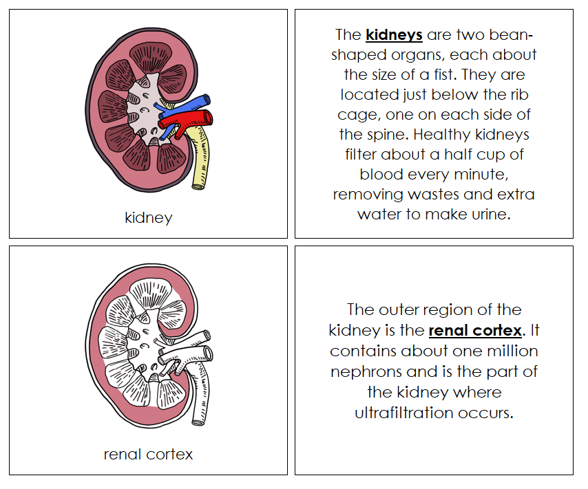 Kidney Nomenclature Book - Montessori Print Shop