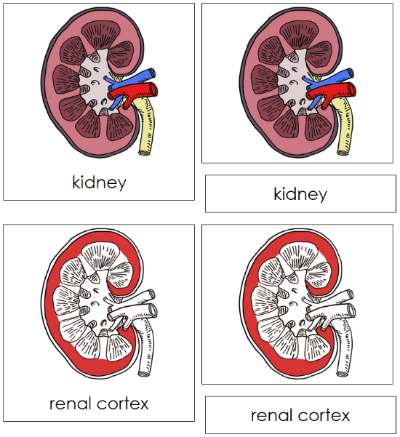 Kidney Nomenclature Cards (red) - Montessori Print Shop