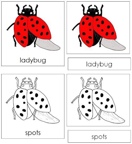 Ladybug Nomenclature Cards - Montessori Print Shop