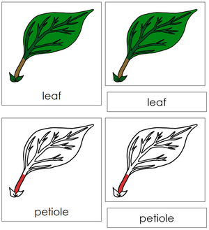 Leaf Nomenclature 3-Part Cards (red) - Montessori Print Shop