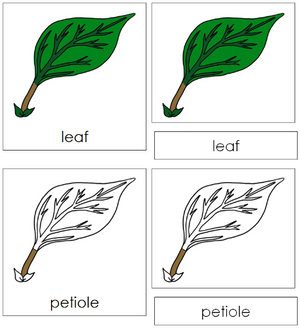 Leaf Nomenclature 3-Part Cards - Montessori Print Shop
