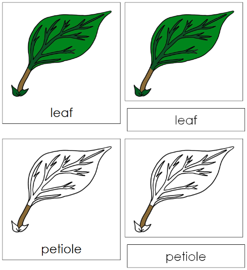 Leaf Nomenclature Cards - Montessori Print Shop