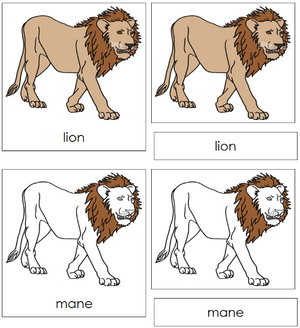 Lion Nomenclature 3-Part Cards - Montessori Print Shop