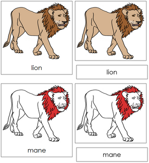 Lion Nomenclature 3-Part Cards (red) - Montessori Print Shop
