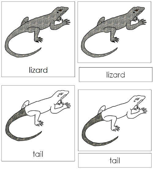 Lizard Nomenclature 3-Part Cards - Montessori Print Shop