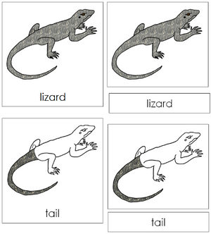 Lizard Nomenclature 3-Part Cards - Montessori Print Shop