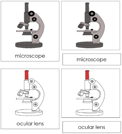 Microscope Nomenclature Cards (red) - Montessori Print Shop