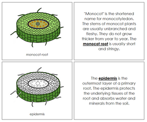 Parts of a Monocot Root Nomenclature Book - Montessori
