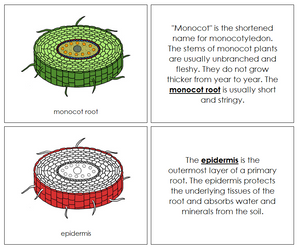 Monocot Nomenclature Book (red) - Montessori Print Shop