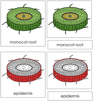 Monocot Root Nomenclature 3-Part Cards (red) - Montessori Print Shop