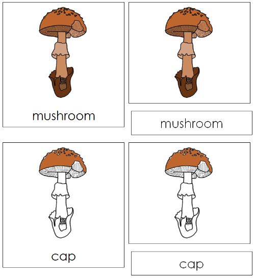 Mushroom Nomenclature 3-Part Cards - Montessori Print Shop
