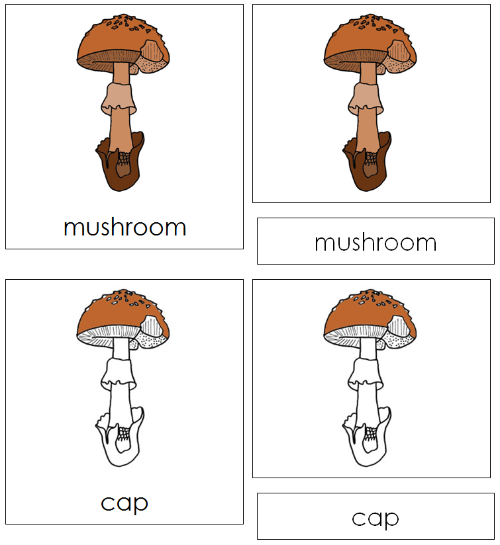 Mushroom Nomenclature Cards - Montessori Print Shop