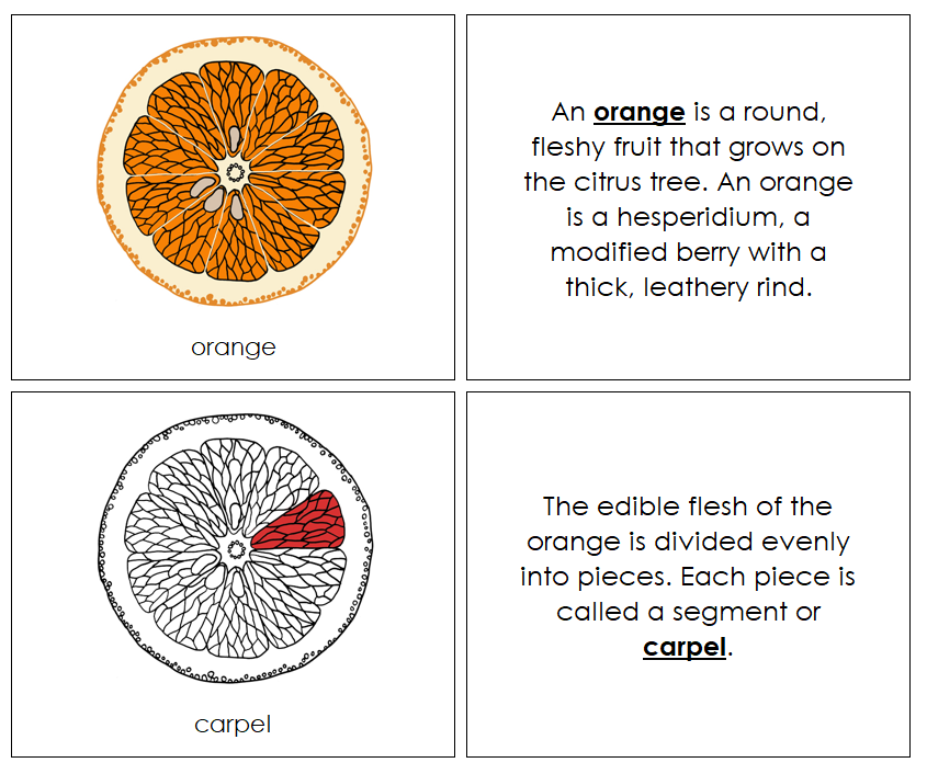 Orange Nomenclature Book (red) - Montessori Print Shop