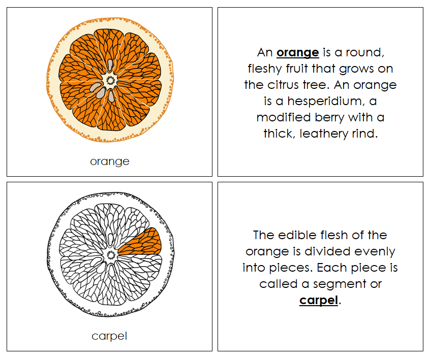 Parts of an Orange Nomenclature Book - Montessori Print Shop