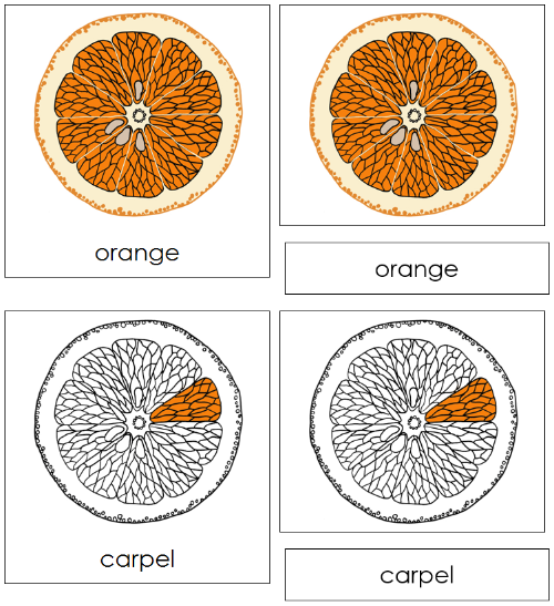 Orange Nomenclature 3-Part Cards - Montessori Print Shop