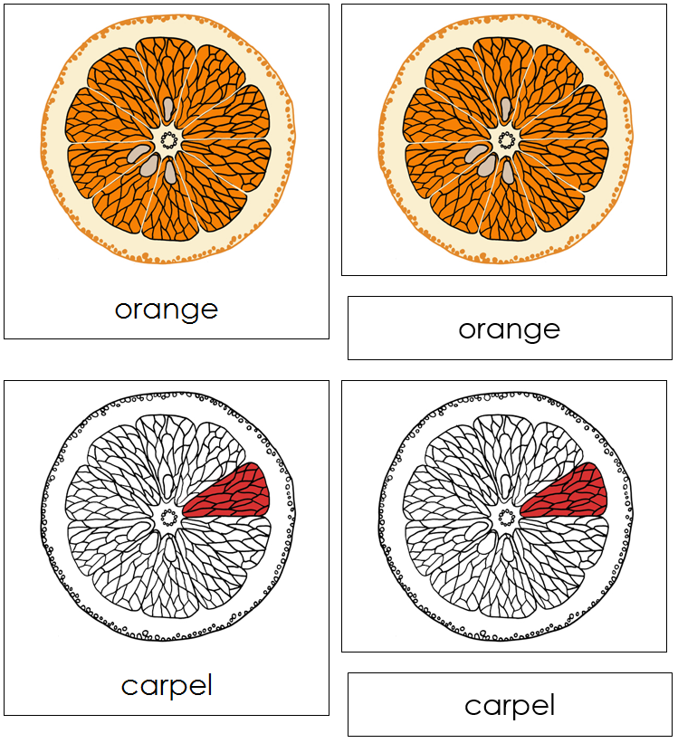 Orange Nomenclature Cards (red) - Montessori Print Shop