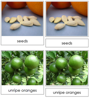 Orange Life Cycle Nomenclature 3-Part Cards & Charts - Montessori Print Shop