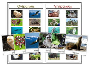 Oviparous and Viviparous Animals - Montessori Print Shop zoology materials