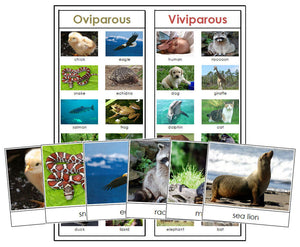 Oviparous and Viviparous Animals - Montessori Print Shop zoology materials