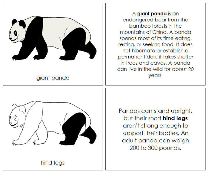 Panda Classification Giant Panda Nomenclature Book - Montessori Print Shop