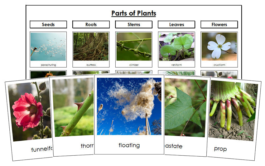 Parts of Plants Sorting - Montessori Print Shop