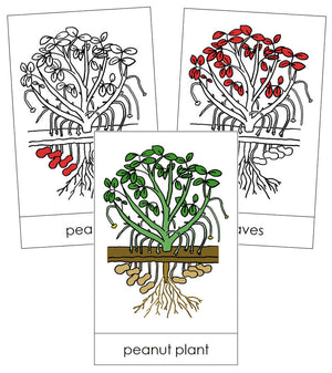 Peanut Plant Nomenclature Cards (Red) - Montessori Print Shop