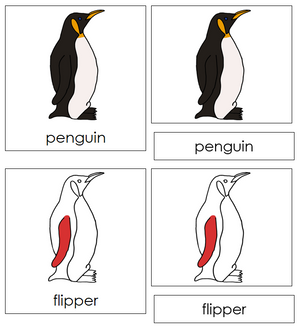 Parts of a Penguin Nomenclature 3-Part Cards (red) - Montessori Print Shop