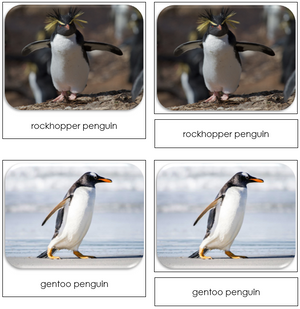 Penguins - Safari Toob Cards