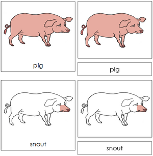 Pig Nomenclature 3-Part Cards - Montessori Print Shop