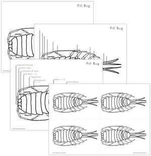 Elementary Pill Bug Nomenclature - Montessori Print Shop