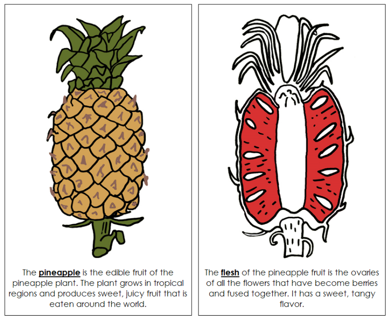 parts of a pineapple plant Parts of a Pineapple Nomenclature Book (red)