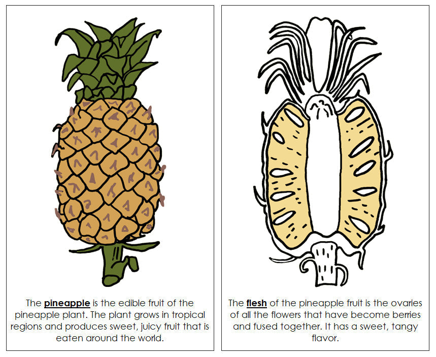 Parts of a Pineapple Nomenclature Book - Montessori Print Shop