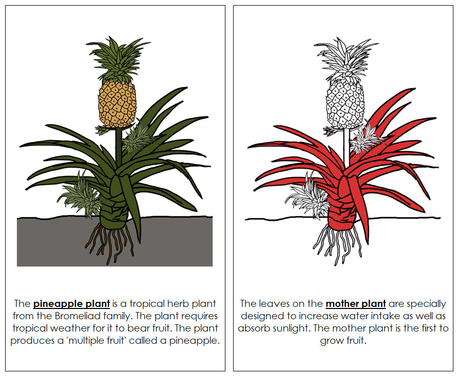 Pineapple Plant Nomenclature Book (Red) - Montessori Print Shop