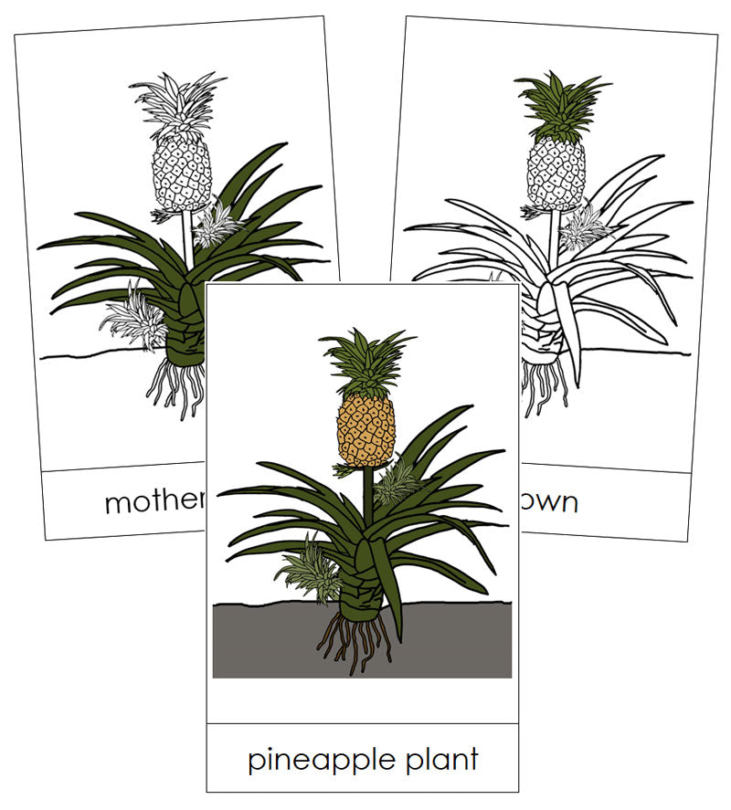 Pineapple plant Nomenclature Cards - Montessori Print Shop