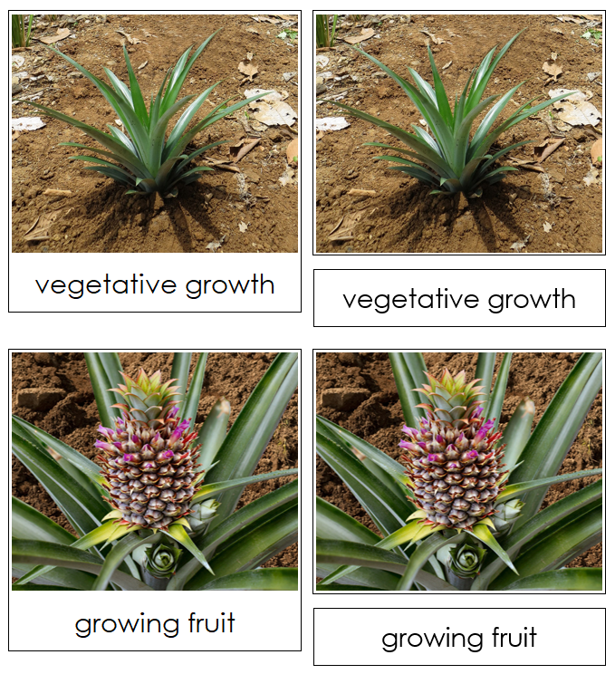 Pineapple Life Cycle Nomenclature Cards & Charts - Montessori Print Shop