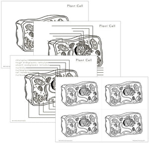 Elementary Plant Cell Nomenclature - Montessori Print Shop