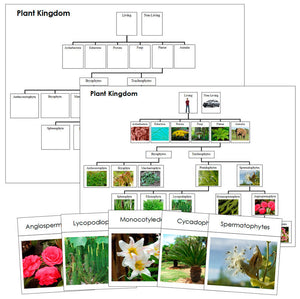 Plant Kingdom Charts & Cards - Montessori science cards