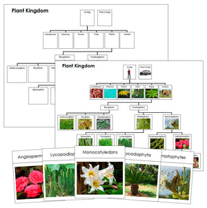 Plant Kingdom Charts and Cards - Montessori Print Shop