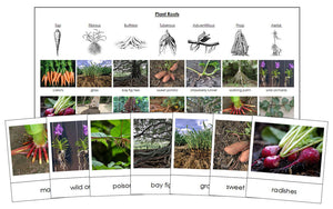 Printable Plants And Their Roots Cards - Montessori Print Shop