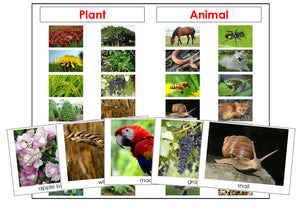 Plant or Animal Cards - Montessori Print Shop science materials