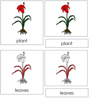 Plant Nomenclature 3-Part Cards (red) - Montessori Print Shop