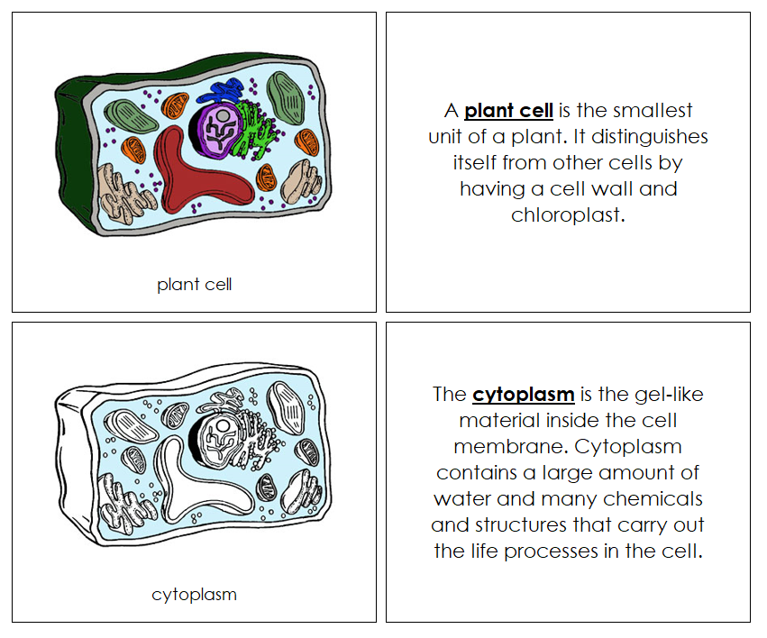 Parts of a Plant Cell Nomenclature Book - Montessori Print Shop