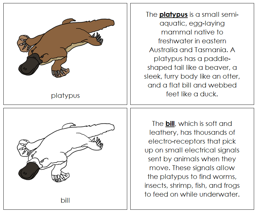 Parts of a Platypus Nomenclature Book - Montessori Print Shop