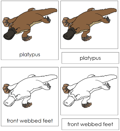 Platypus Nomenclature Cards - Montessori Print Shop