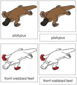 Platypus Nomenclature 3-Part Cards (red) - Montessori Print Shop