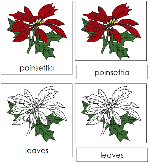 Poinsettia Nomenclature Cards - Montessori Print Shop